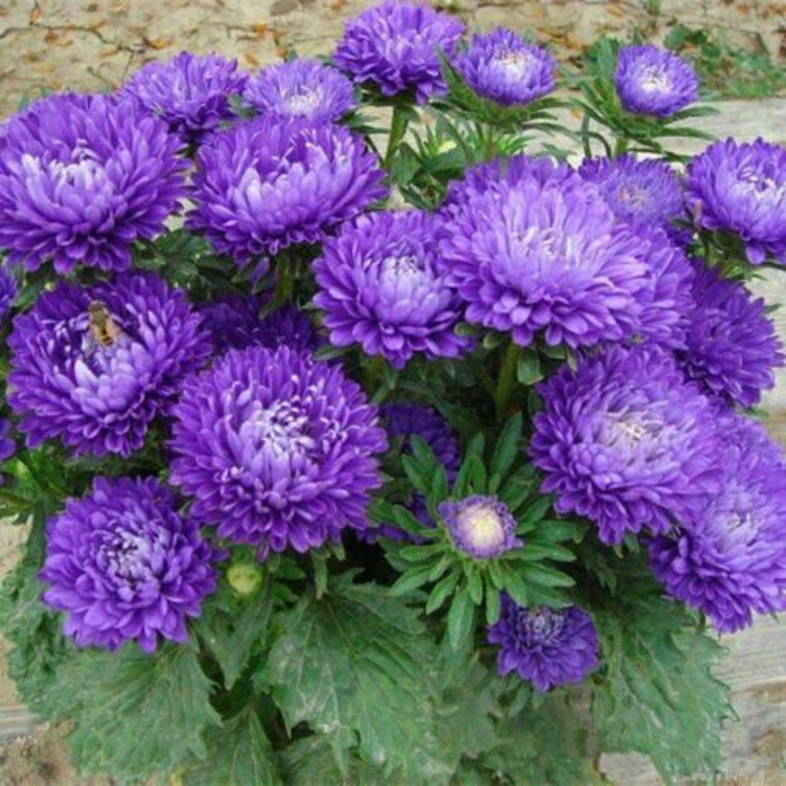 50 Duchess Dark Blue Peony Aster Flower Seeds Garden Plant Etsy