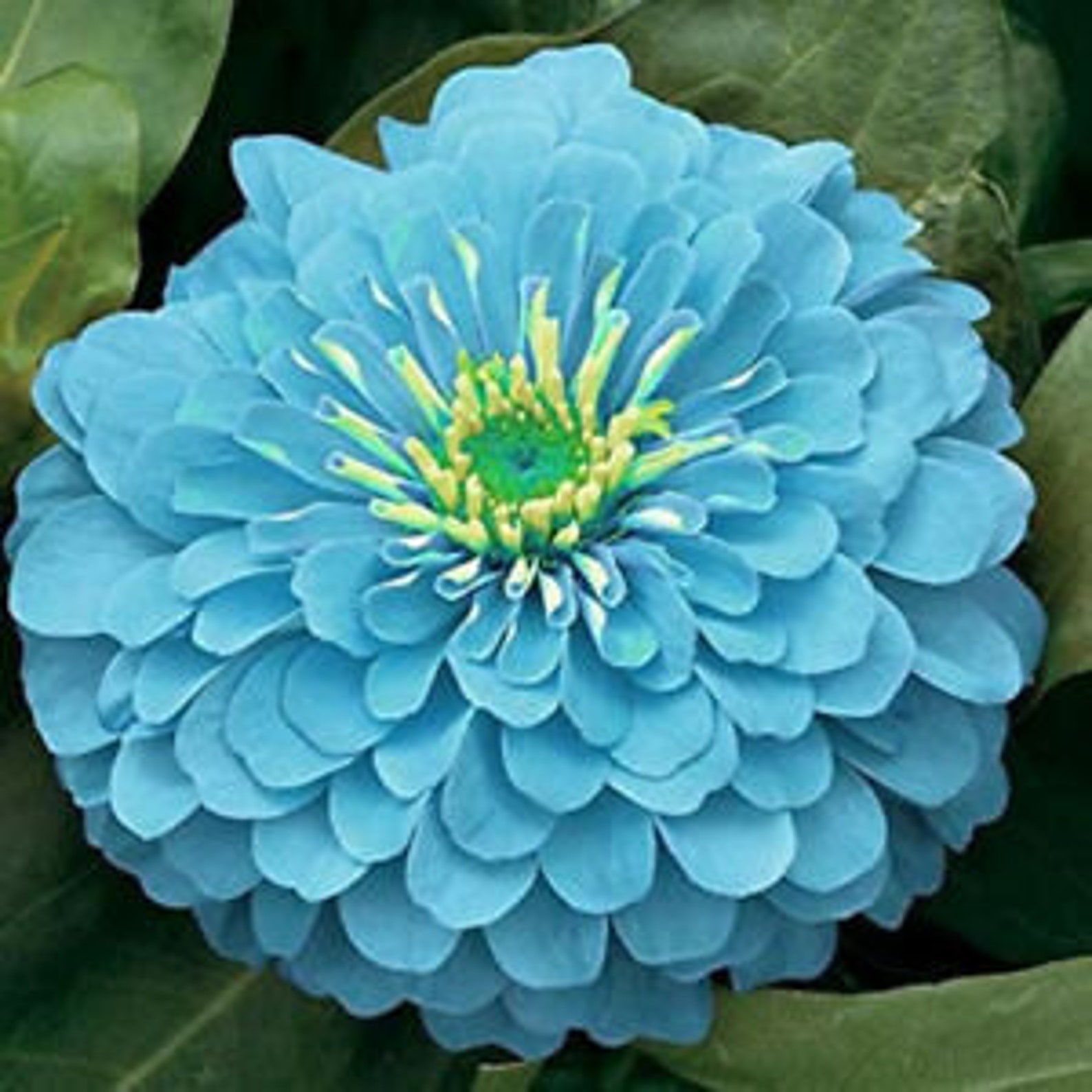 50 Seeds Zinnia Flowers Light Blue Color Garden Plants Etsy
