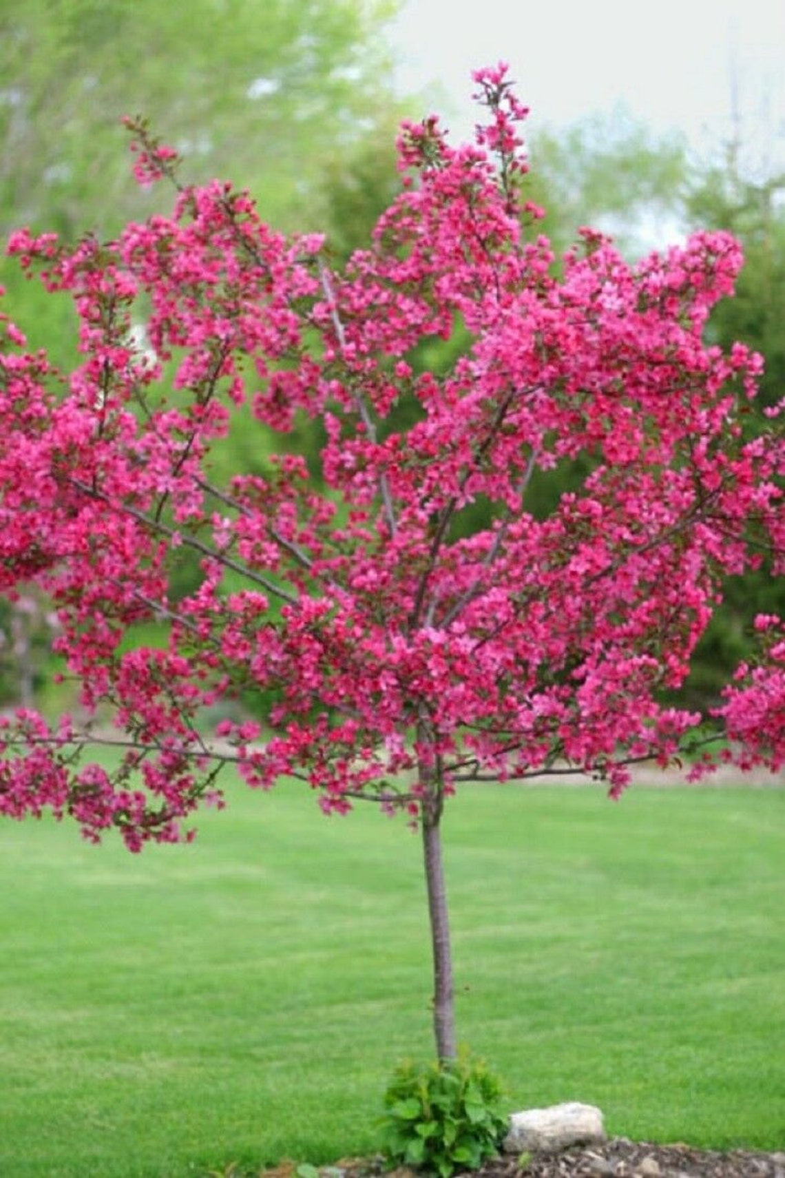 5 Dwarf Pink Dogwood Seeds Tree Cornus Florida Fubra Flowering Etsy