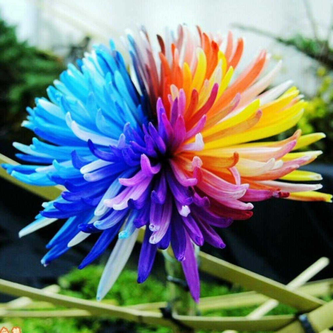 200 Rare Rainbow Chrysanthemum Seeds Flowers Seed Etsy
