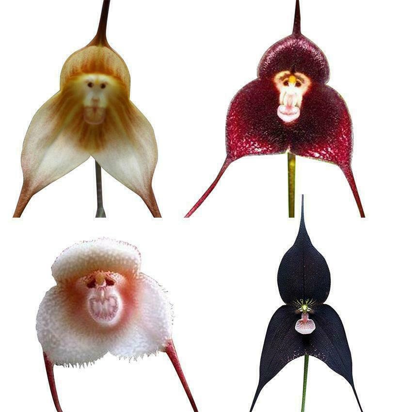 200 Rare Monkey Face Orchid Seeds Planting For Home Garden Etsy