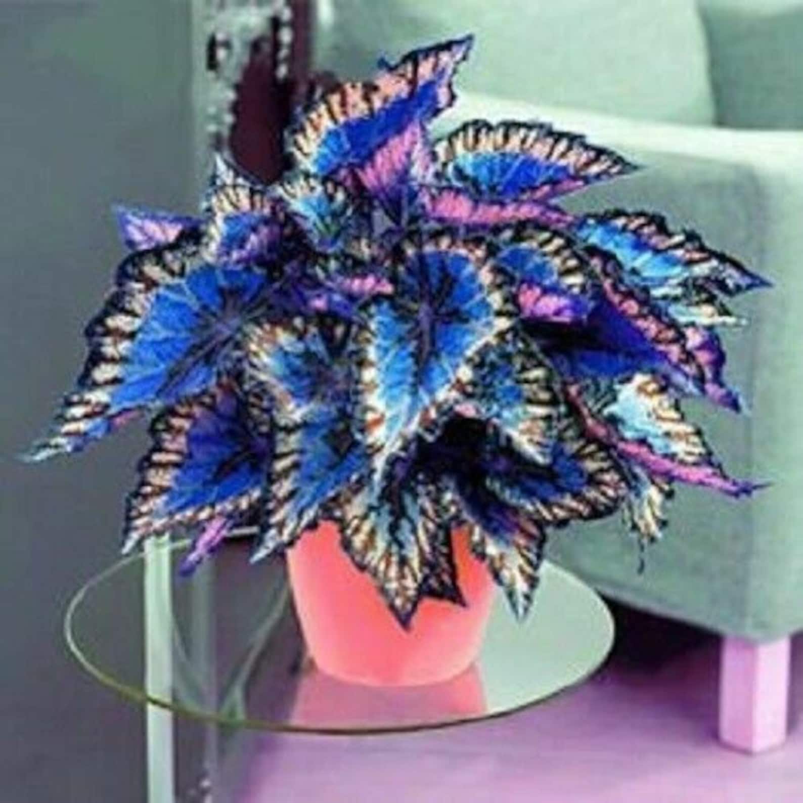 100pcs Coleus Flower Seeds Rare 4 Kinds Color Perennial Bonsai Etsy
