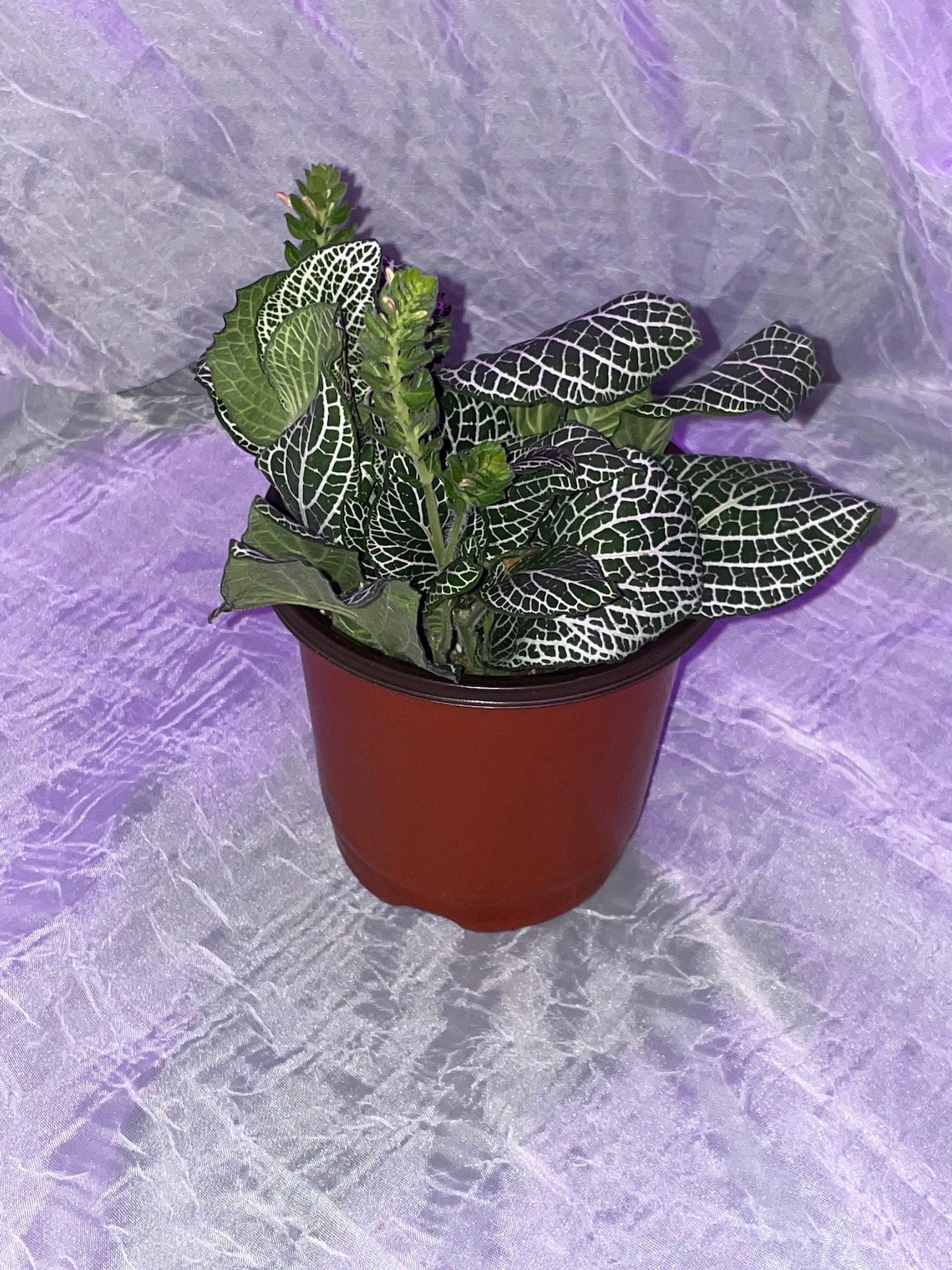 White Fittonia Nerve Plant Etsy
