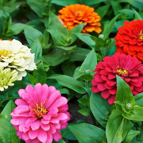 Zinnia Pumila. 20 seeds. Old fashioned annual. Continuous semi & full blooms. Open pollinated. Pesticide free. Attracts pollinators.