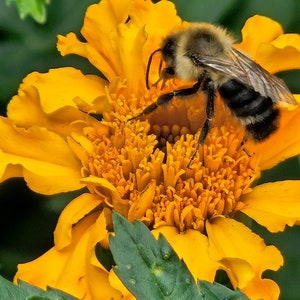 May include: A bumblebee with black and yellow stripes is perched on a bright yellow marigold flower. The flower has a large, round center with many small, orange petals.