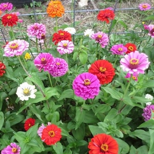 May include: A vibrant garden bed filled with a variety of colorful zinnia flowers. The flowers are in shades of pink, red, orange, white, and yellow. The flowers are blooming in a lush green garden.