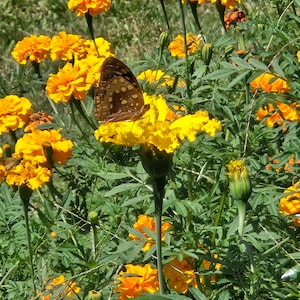 May include: A brown butterfly with dark brown spots sits on a yellow marigold flower. The flower is surrounded by other yellow marigolds and green foliage.