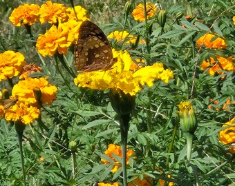 African Marigold Mixed Seeds Tall Size in Golden Yellow & Orange - 25 seeds. Hand Harvested Fall 2023. Pesticide free. Open Pollinated.