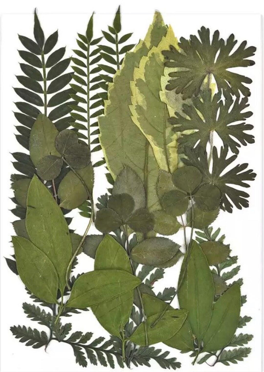 Dried Greenery DIY Dried Flowers Resin Mold Fillings UV Expoxy Etsy