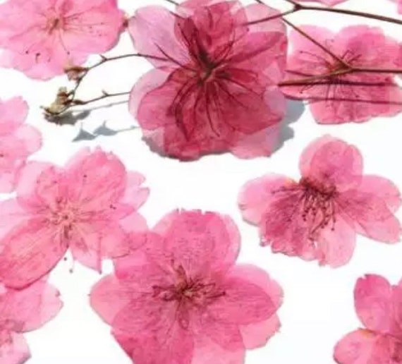 Pink Cherry Blossom Dried Flowers Pressed Flowers for Resin - Etsy