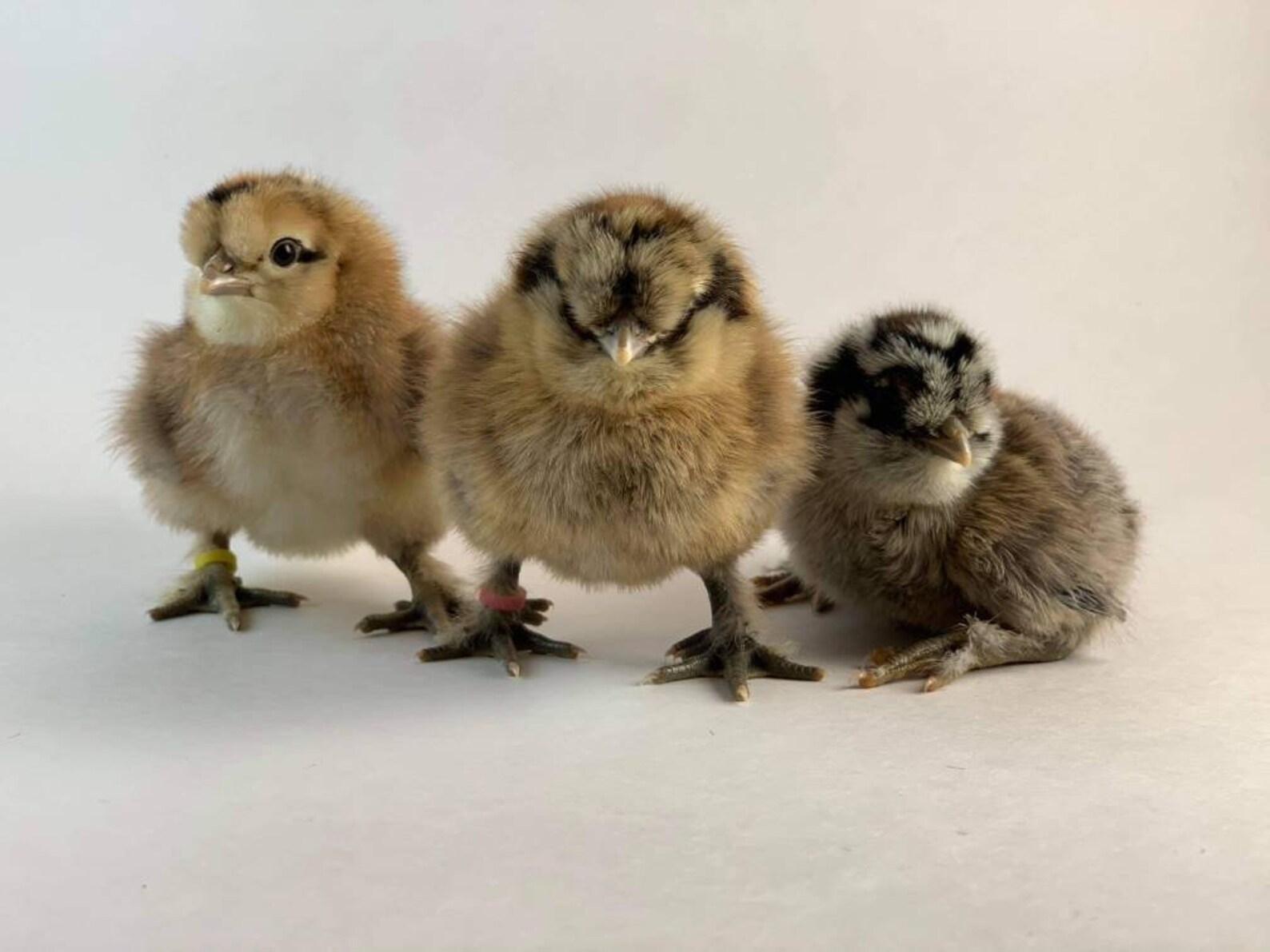 Mix of Silkie Frizzle Easter Egger naked neck. Can also do Etsy