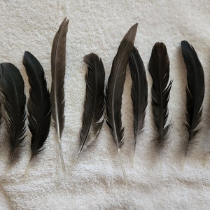 Pack of 10 6&quot; black turkey feathers