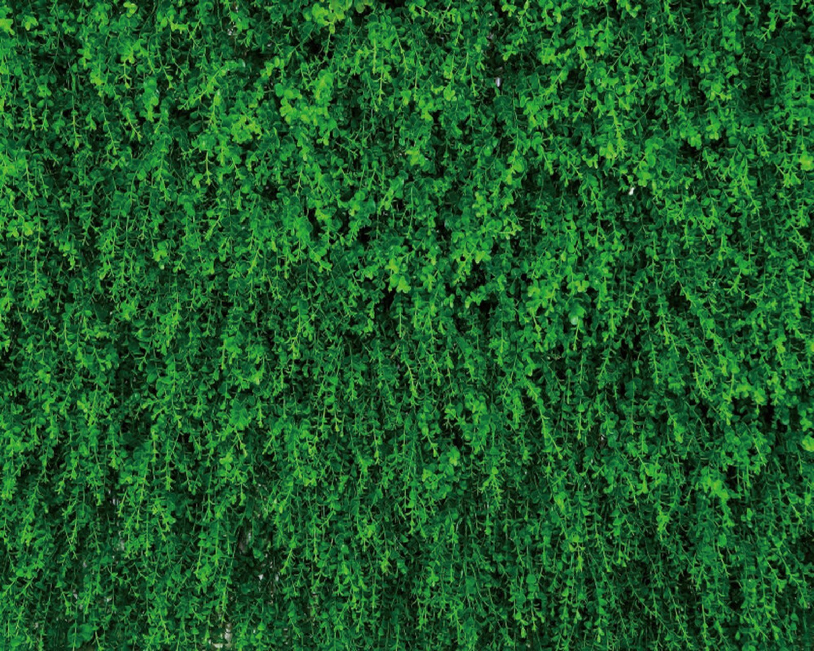 Green Leaves Backdrop Plant Backdrops Vinyl Background for Etsy