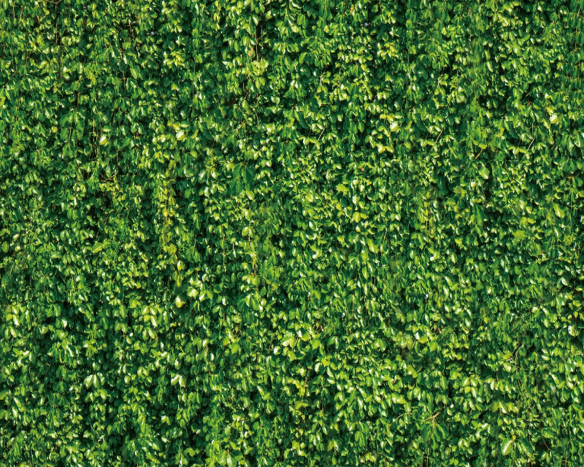 Green Leaves Backdrop Plant Backdrops Vinyl Background for Etsy