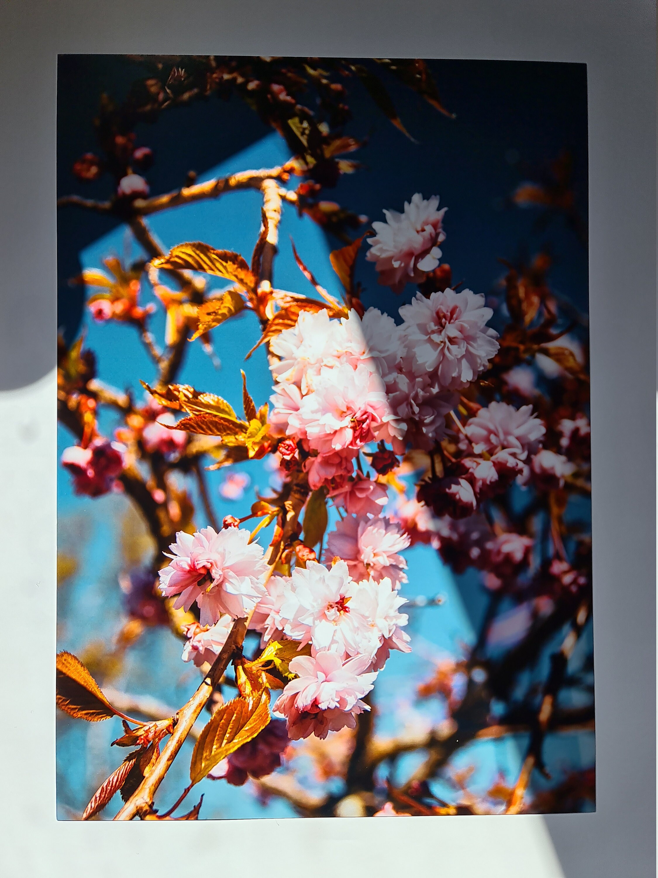Cherry Blossom Art Print - Etsy