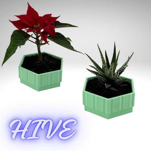 Könnte beinhalten: Zwei Topfpflanzen in sechseckigen, hellgrünen Pflanzgefäßen. Eine Pflanze hat eine leuchtend rote Blüte und grüne Blätter. Die andere ist eine Sukkulente mit dunkelgrünen und weiß gestreiften Blättern. Das Wort "HIVE" ist blau geschrieben.