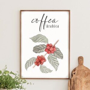 Puede incluir: Una impresi&oacute;n enmarcada con una ilustraci&oacute;n de acuarela de granos de caf&eacute; en una rama con hojas verdes. El texto "coffea Arabica" est&aacute; escrito en letra cursiva negra.