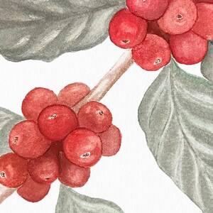 Puede incluir: Una pintura de acuarela de una rama de un cafeto con granos de caf&eacute; rojos y hojas verdes.