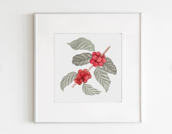Coffee plant art print, coffee art poster coffea arabica coffee painting botanical kitchen art wall decor download gift