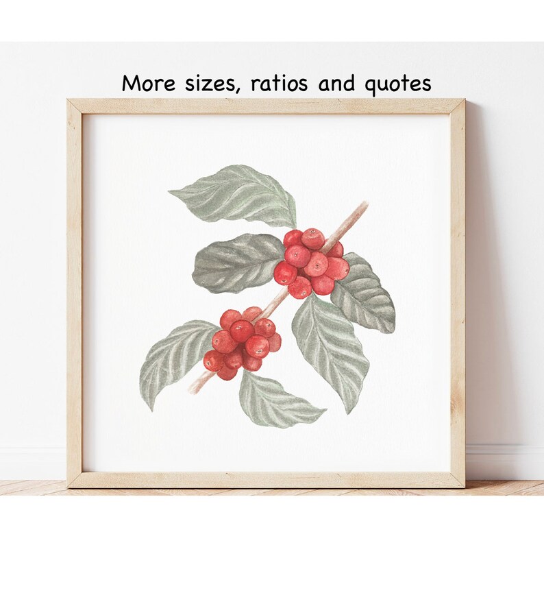 Puede incluir: Pintura acuarela de una rama de caf&eacute; con hojas verdes y granos de caf&eacute; rojos.