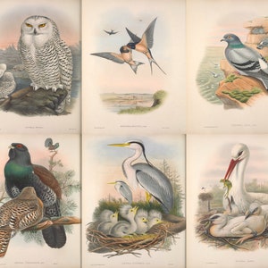 May include: A vintage illustration of six different birds. The top row features a snowy owl, a barn swallow, and a rock dove. The bottom row features a capercaillie, a grey heron, and a white stork.
