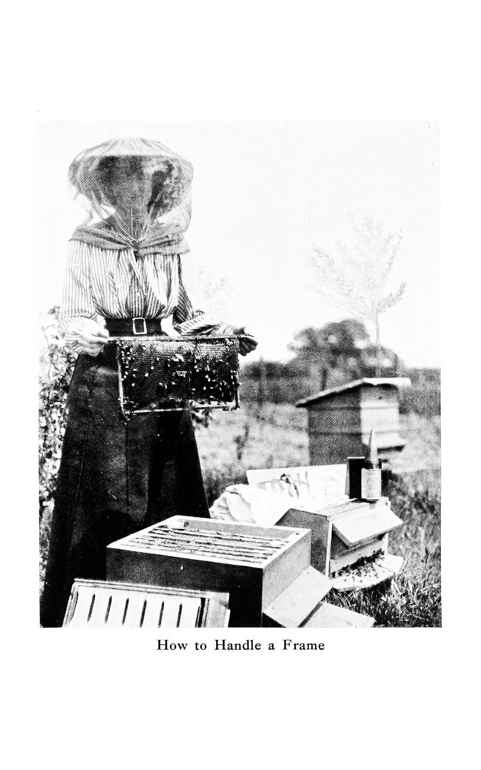 Vintage Bee Keeping Book Collection - Apiary, Beekeeping, Apiculture ...