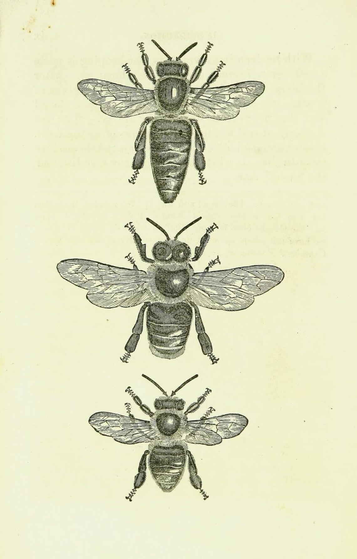 Vintage Bee Keeping Book Collection Apiary Beekeeping - Etsy