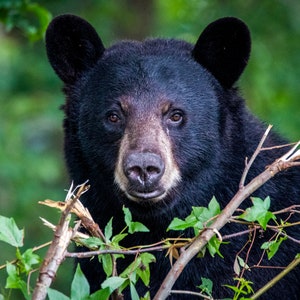 Wild Bear on Tree