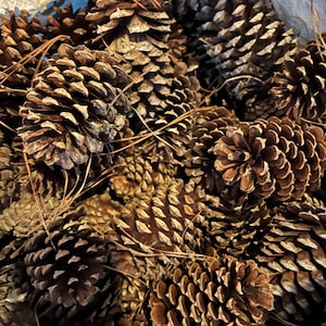 May include: A close-up of a pile of brown pine cones. The cones are arranged in a random pattern and are all different sizes. The cones are a natural brown color and have a rough texture.
