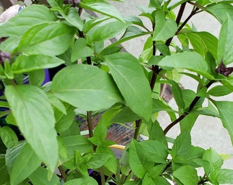 Cinnamon Basil Seeds