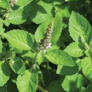 Tulsi (Holy) Basil Seeds