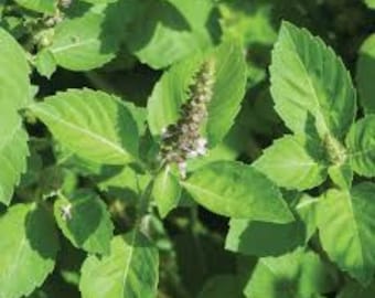 Tulsi (Holy) Basil Seeds