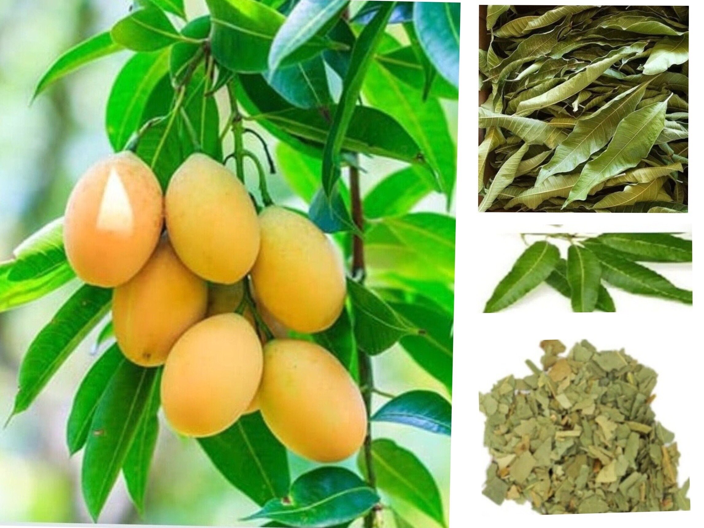 Feuilles de Mangues Séchées Infusion/Thé Organic Naturel Leaf Du Cameroun Africa