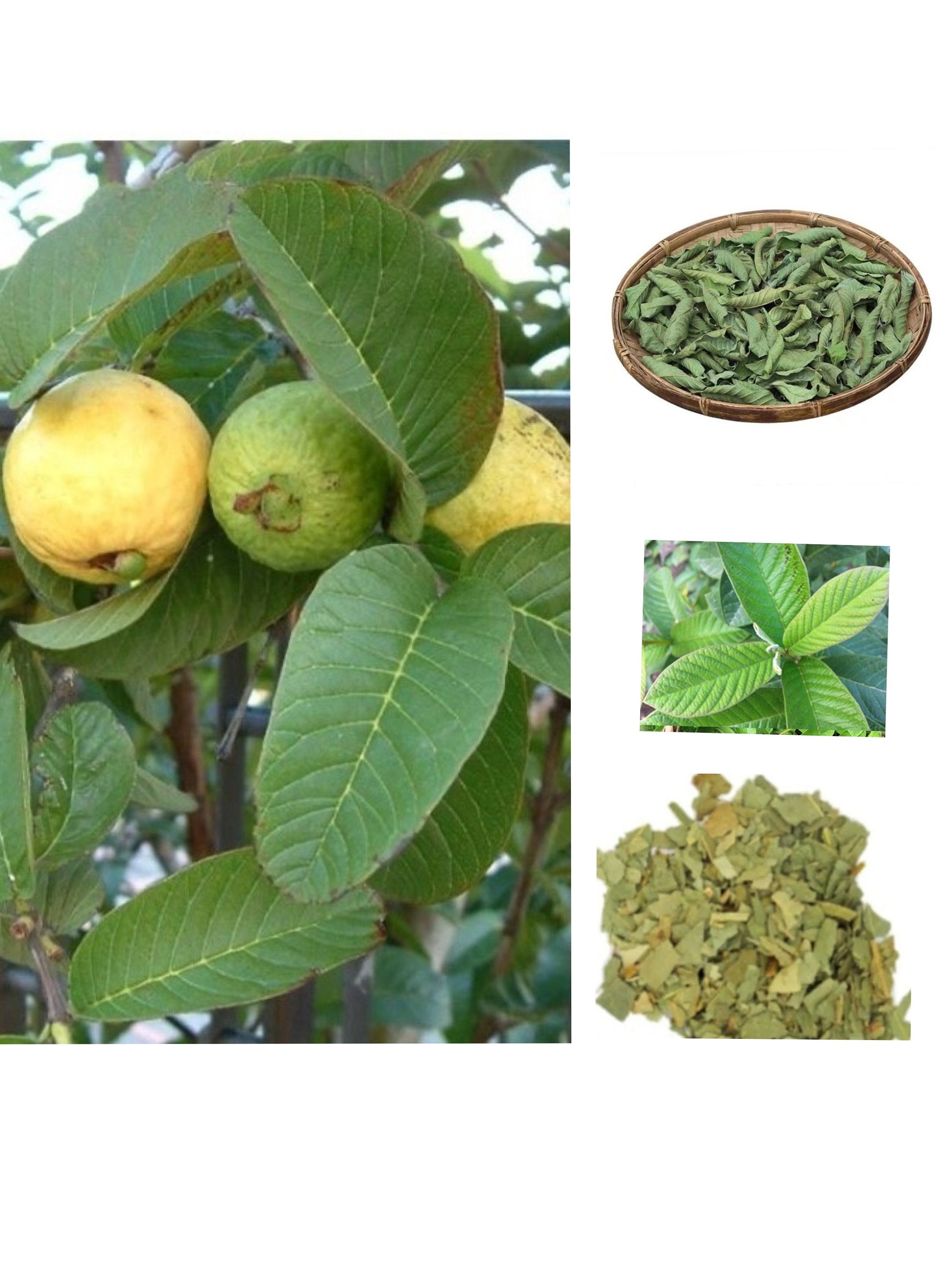 Feuille de Goyave Bio Séchée