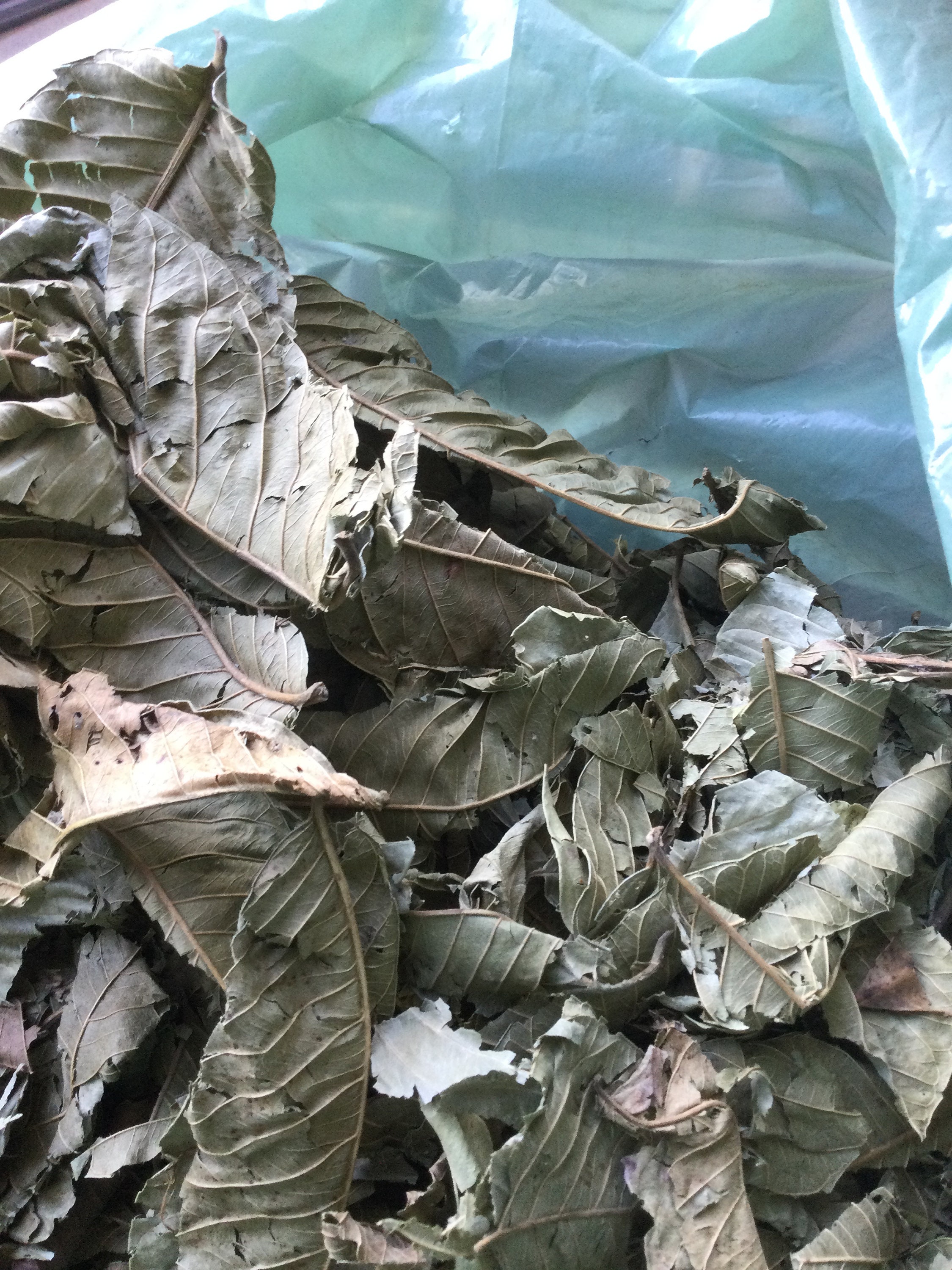 Dried Mango Leaves Infusion / Organic Natural Leaf Tea from Etsy