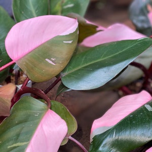 Philodendron Pink Princess Highly Variegated Mother Specimen Single Node MID CUTTING