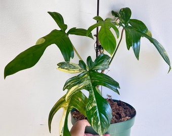 Philodendron - Florida Beauty (Varigated)