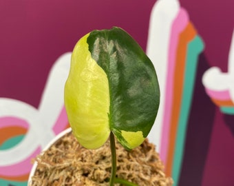 Philodendron Burle Marx Variegata XL | Lightly Rooted with beautiful variegation! | W5