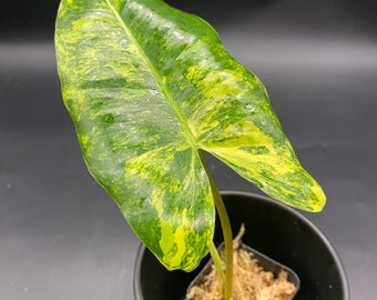 Philodendron Burle Marx Variegata XL | Lightly Rooted with beautiful variegation! | W1