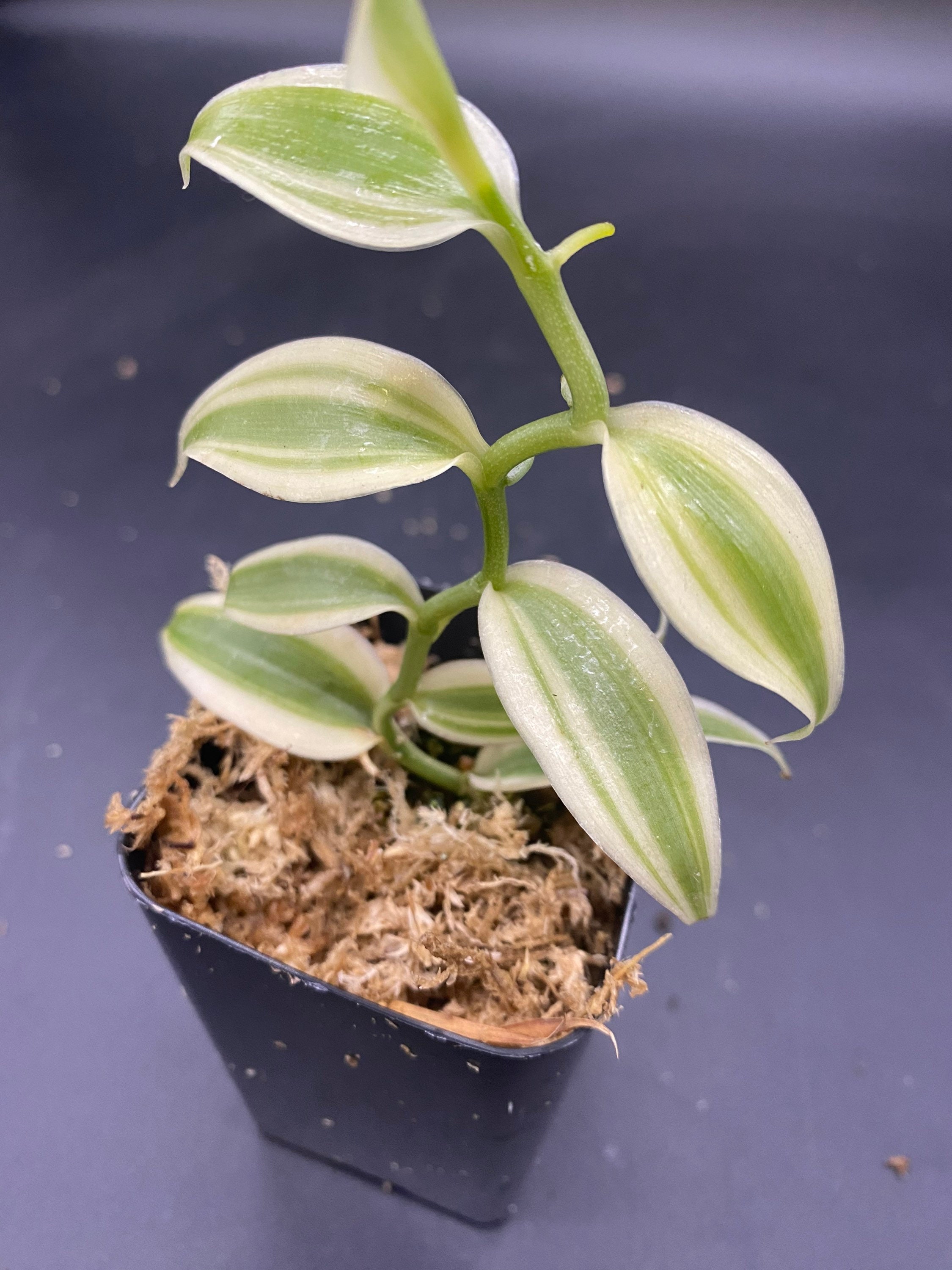 Variegated Vanilla Orchid Vanilla Planifolia Variegata Growers