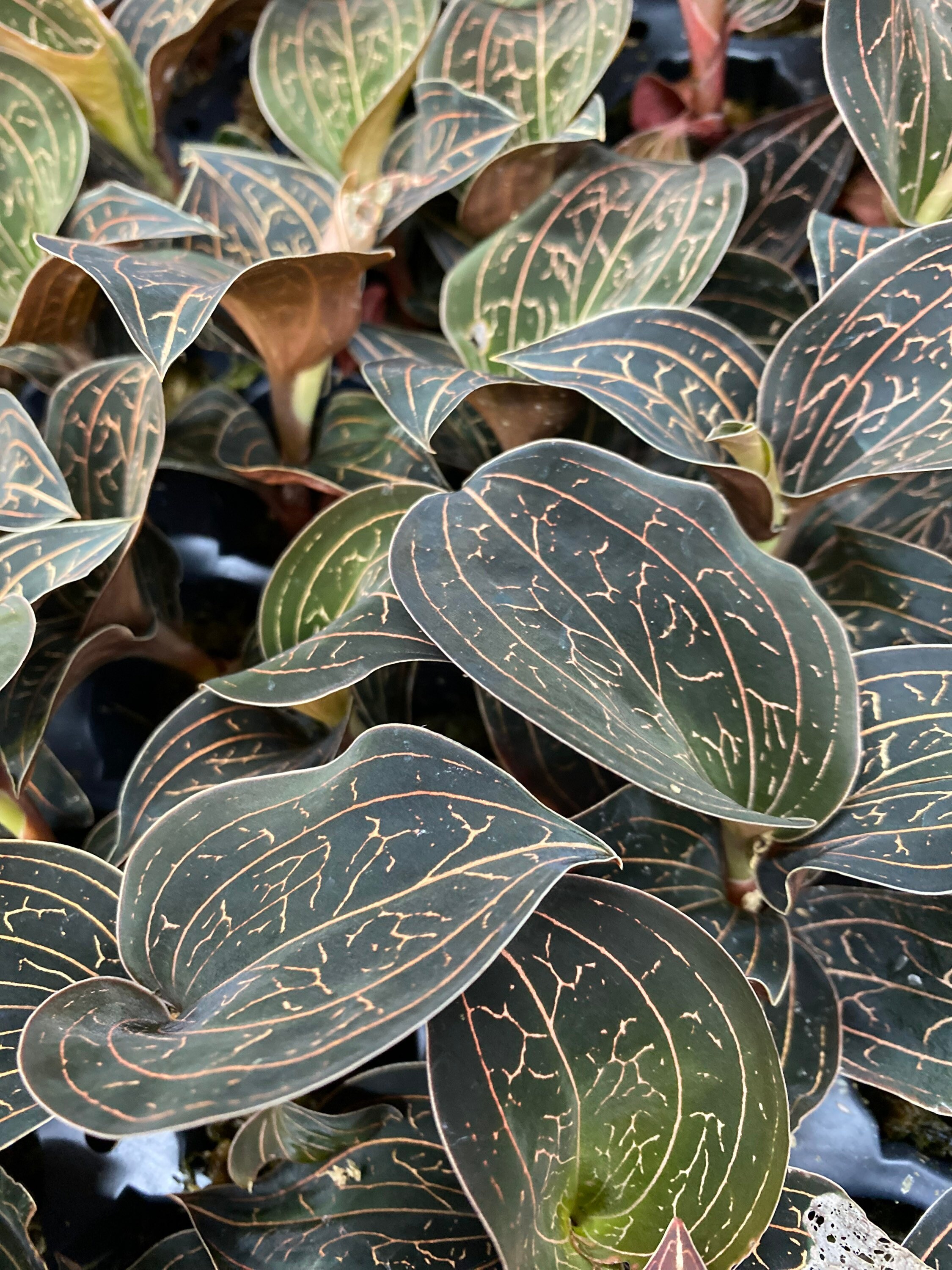 Ludisia Discolor - Etsy