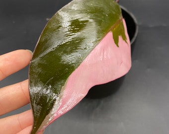 Philodendron Pink Princess Top Cutting High Variegation | V3