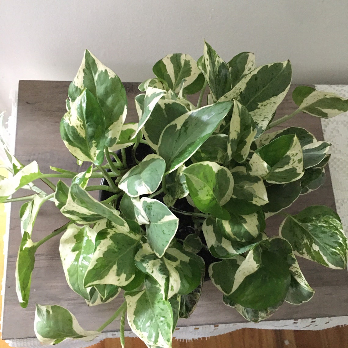 Pearls and Jade Rare Pothos Etsy