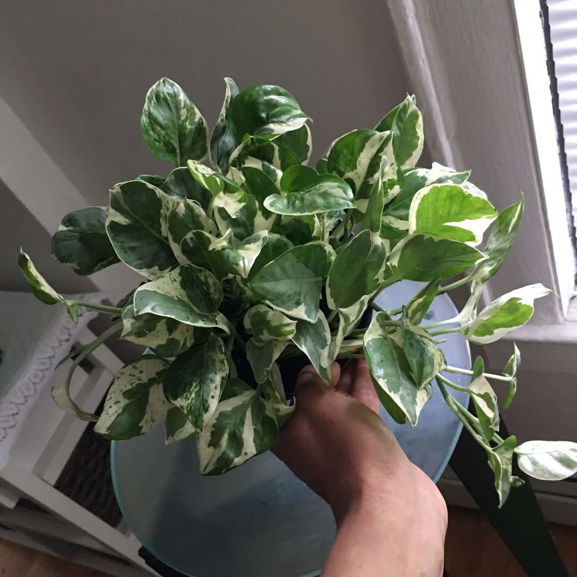 Pearls and Jade Rare Pothos Etsy