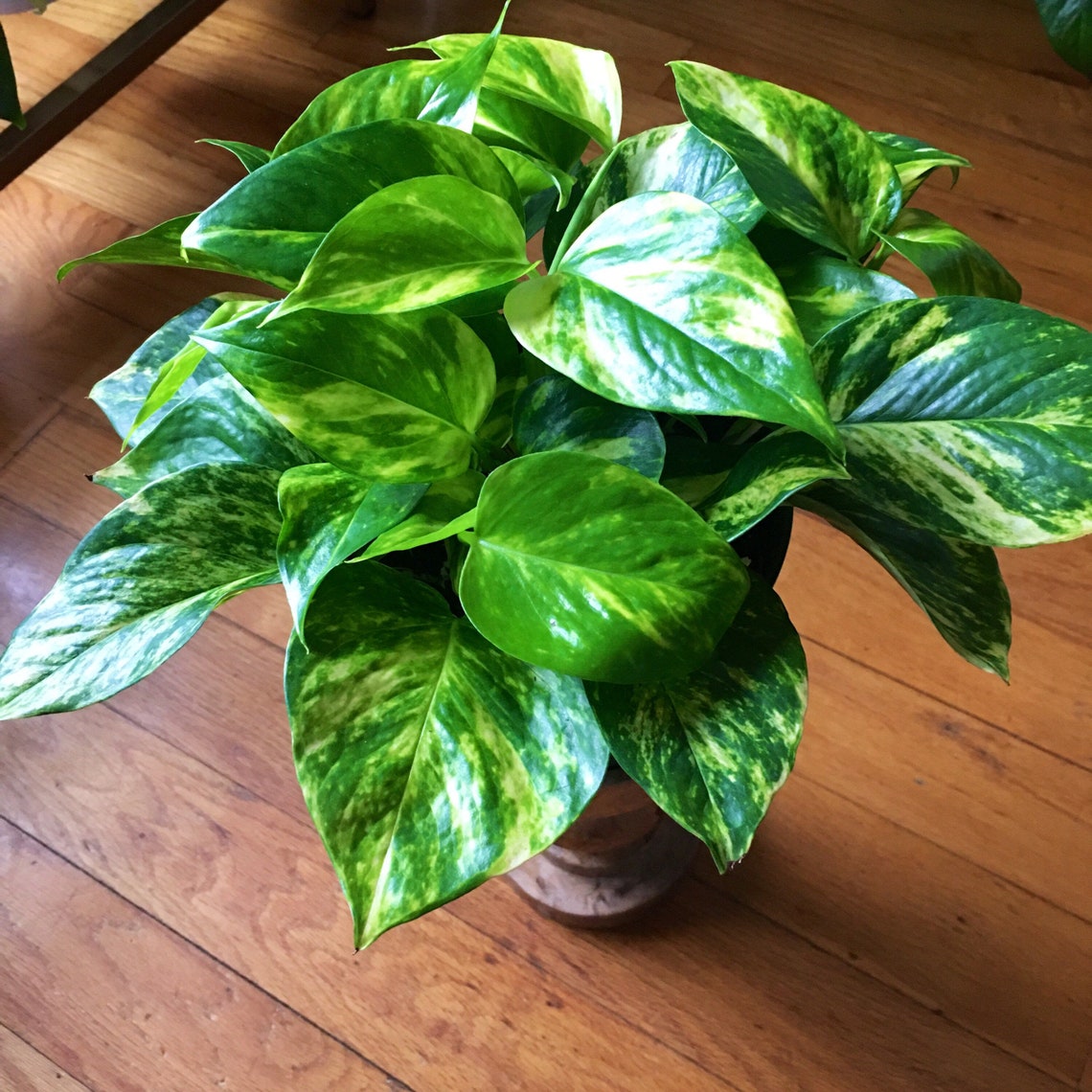 Golden Pothos 6 inch pot Etsy