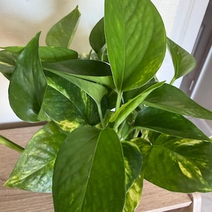 May include: Close-up of a houseplant with large, vibrant green leaves. Some leaves have yellow variegation. The plant is on a wooden shelf, with a white wall in the background. The leaves are glossy and have prominent veins.