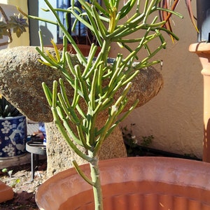 Rooted pencil cactus (live plant)