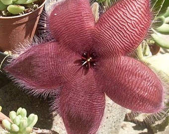 Stapelia grandiflora (giant toad plant)  live plant starter