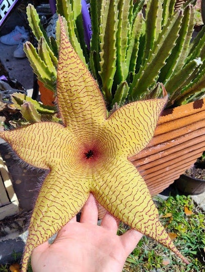 starfish cactus (stapelia gigantea) cutting