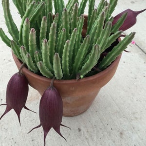 Black bell (Stapelia Leendertziae) cutting